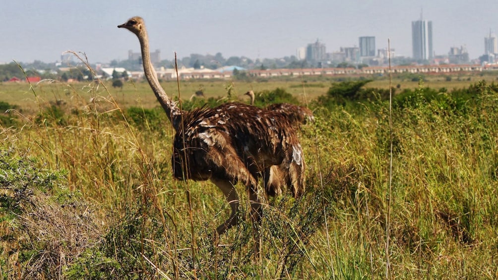ostrich in africa
