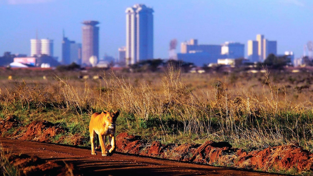 lion and city view in africa