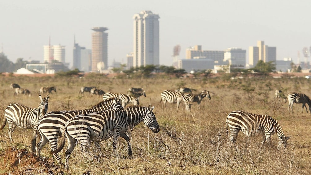 zebras in africa