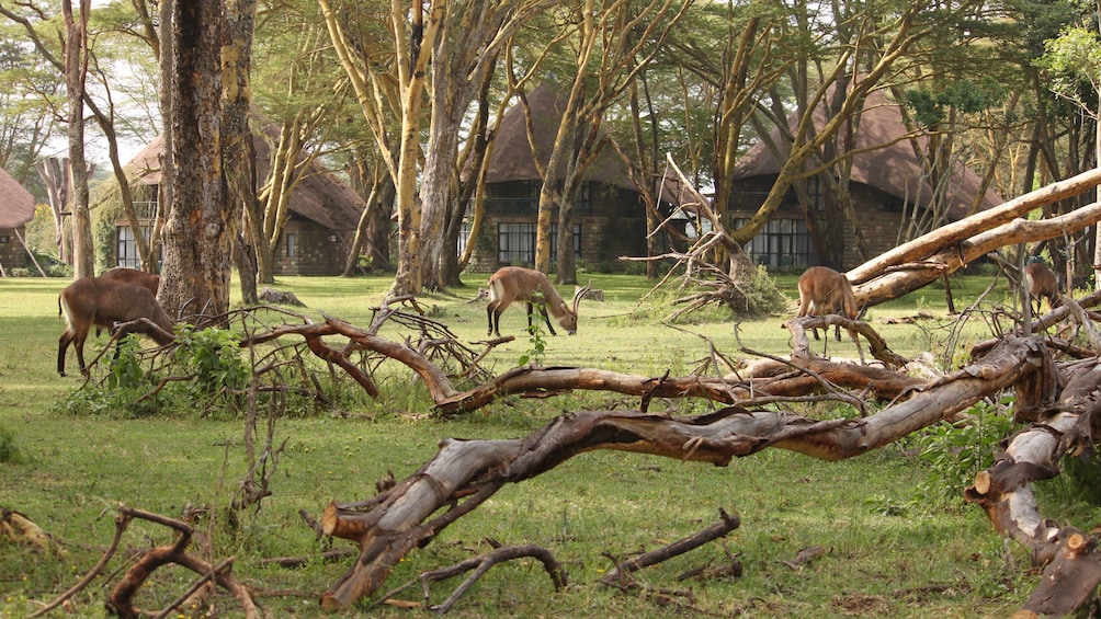 safari animals in africa