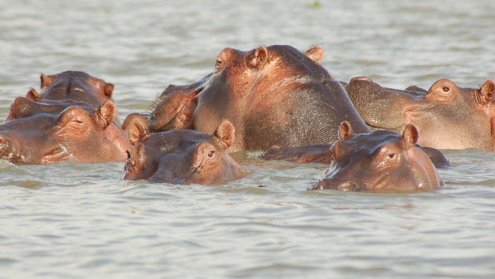 hippopotamus swimming in africa