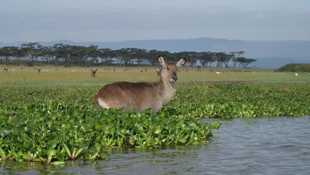 safari animals in water in africa