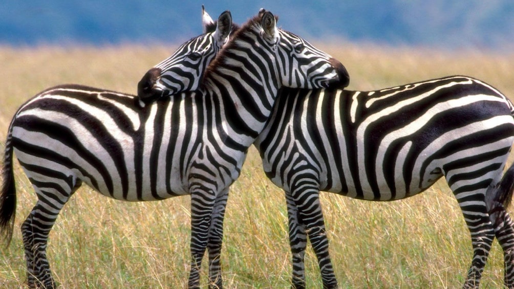 zebras in field in africa