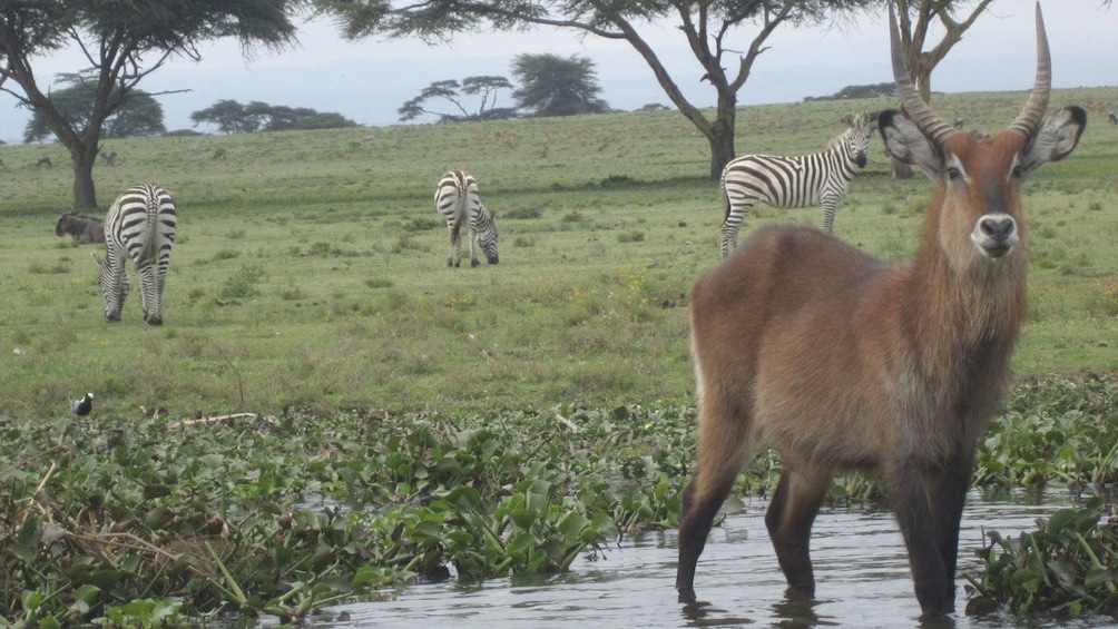 safari animals in africa
