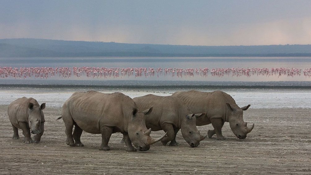 rhinoceros in africa