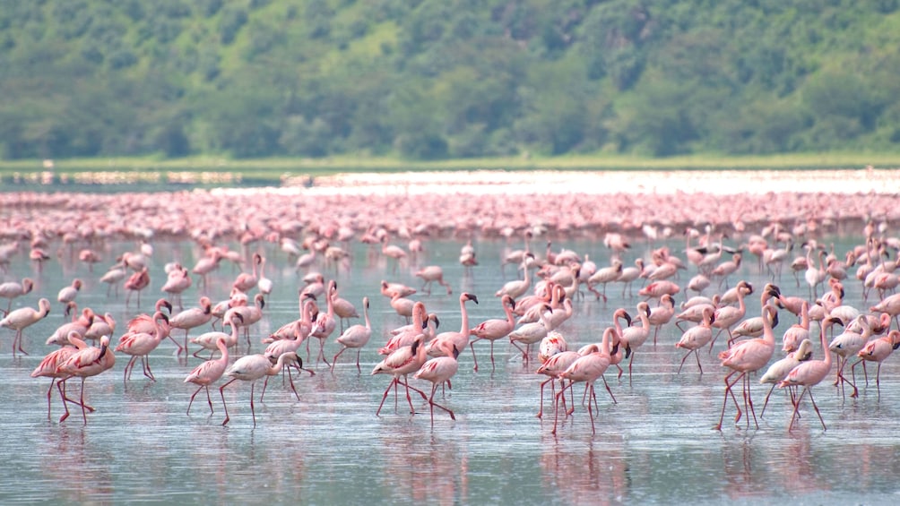 flamingos in africa