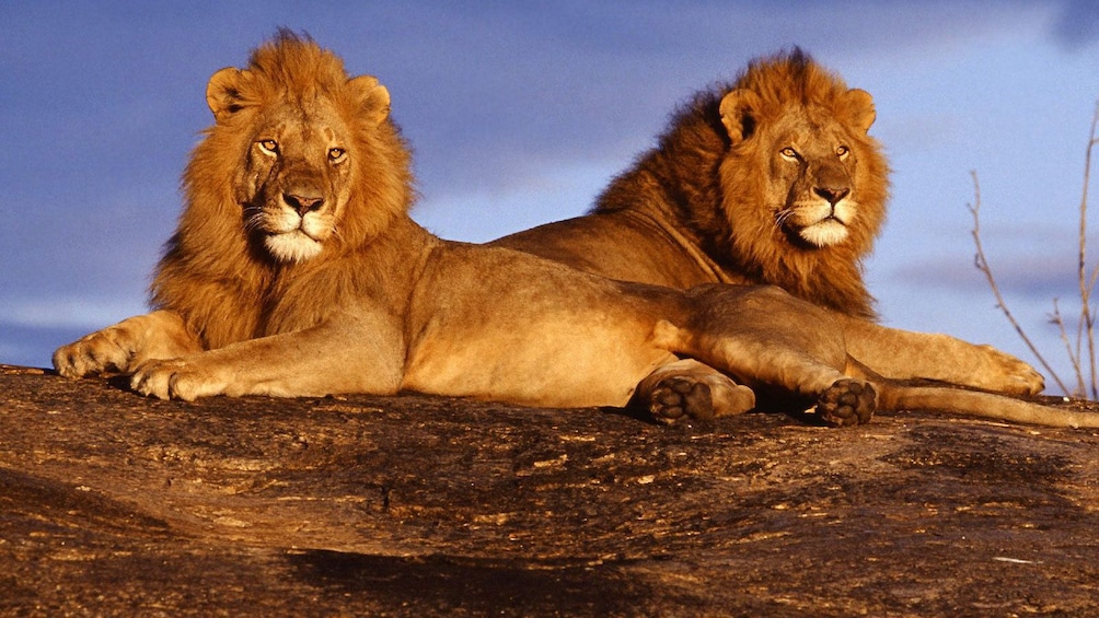 lions in africa