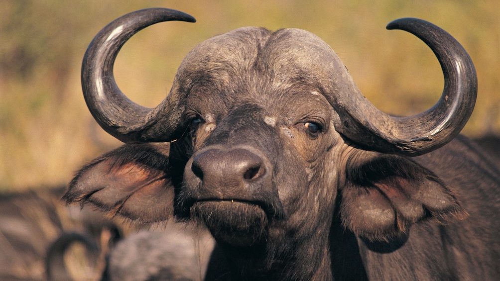 water buffalo in africa