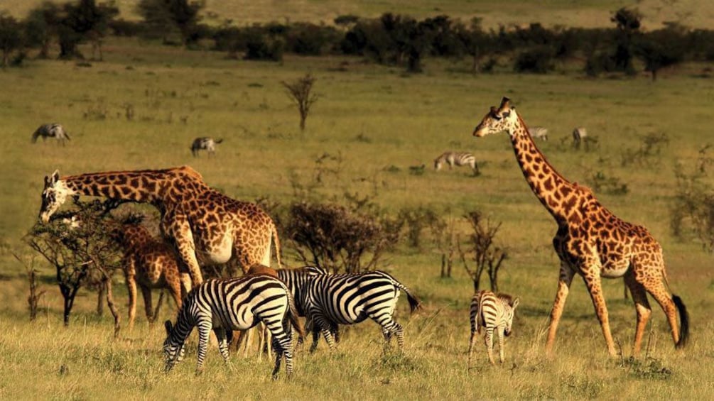 giraffes and zebras in africa