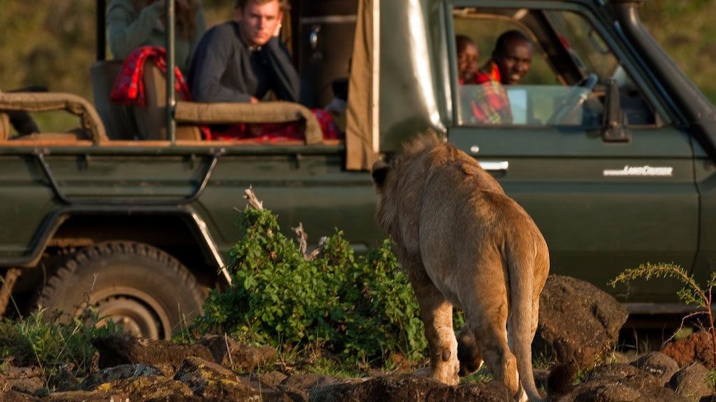 lion near tour vehicle in africa