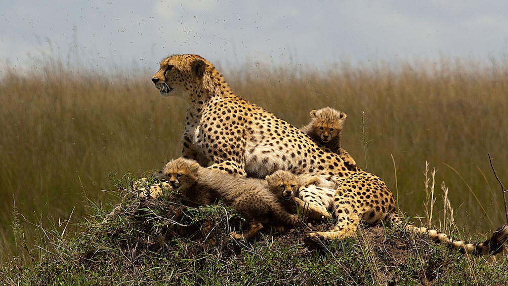 cheetah in africa