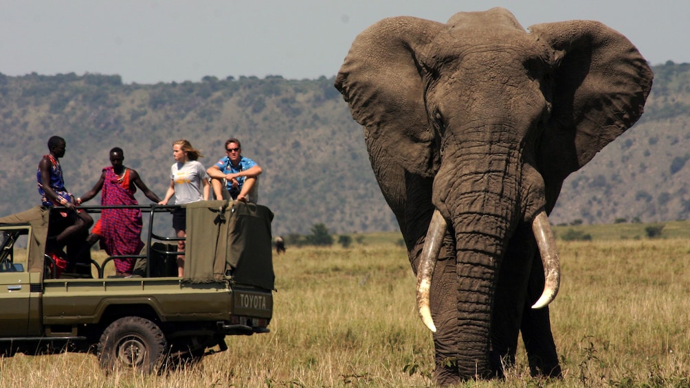 elephant near tour vehicle in africa