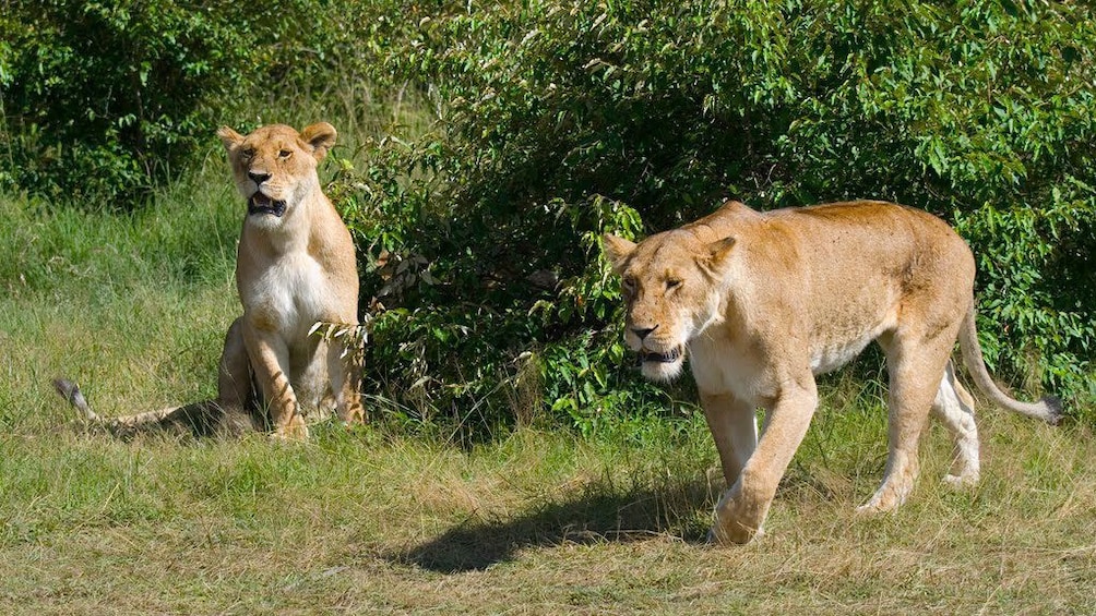 lions in africa