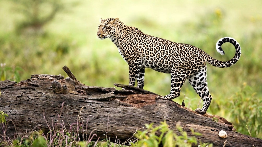 leopard in africa