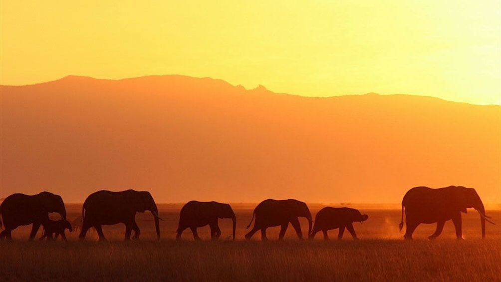 elephants in africa