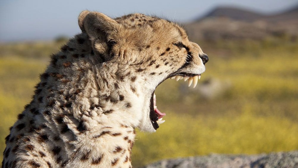 cheetah in africa