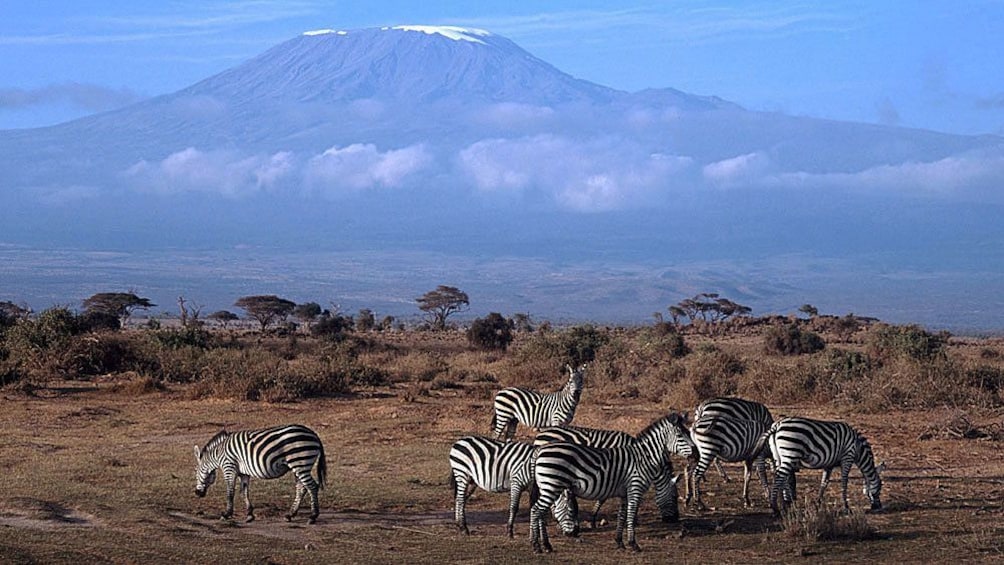zebras and mountain view in africa