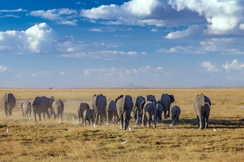 4 Days kenyan wildlife safari