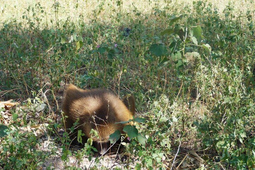 Dominant male baboon