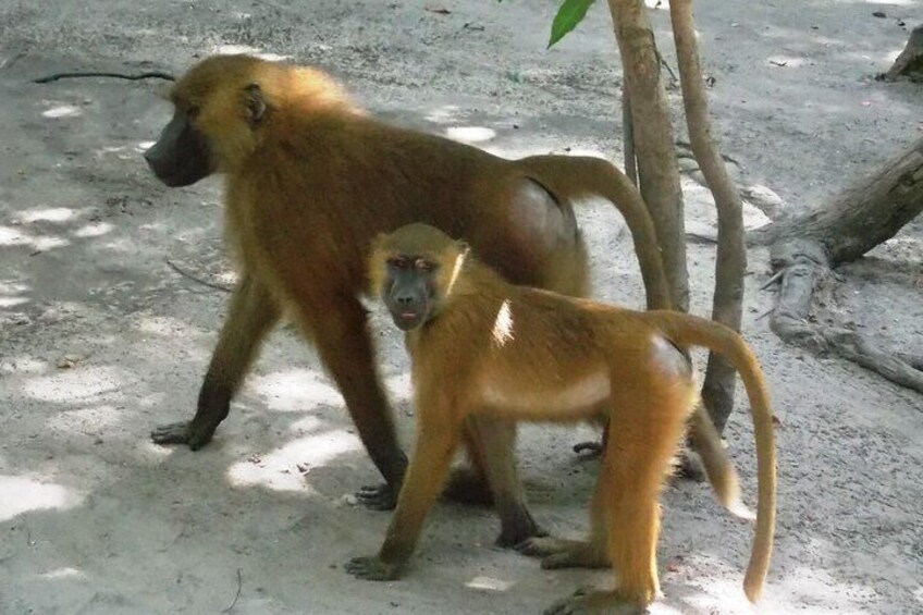 Guinea baboons