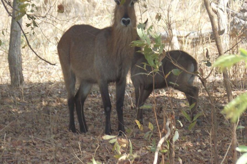 Safari To Fathala, Senegal