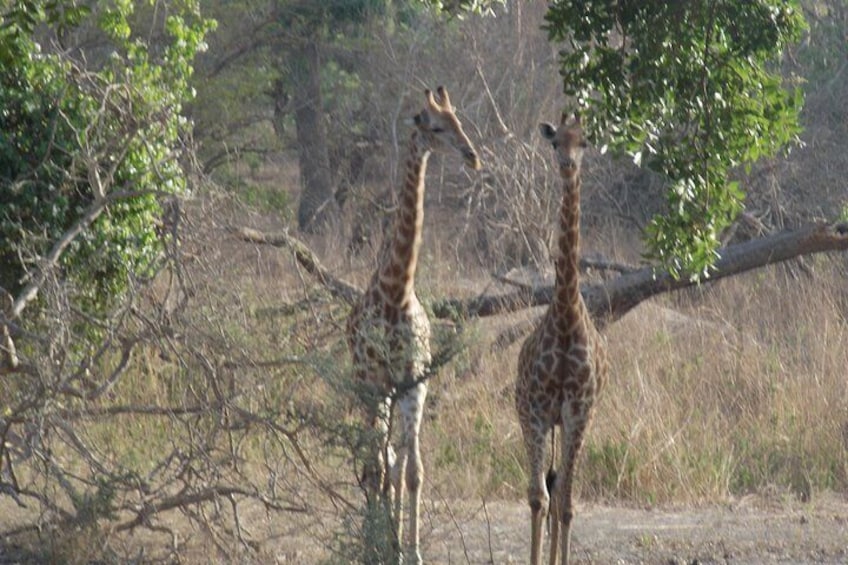 Safari To Fathala, Senegal