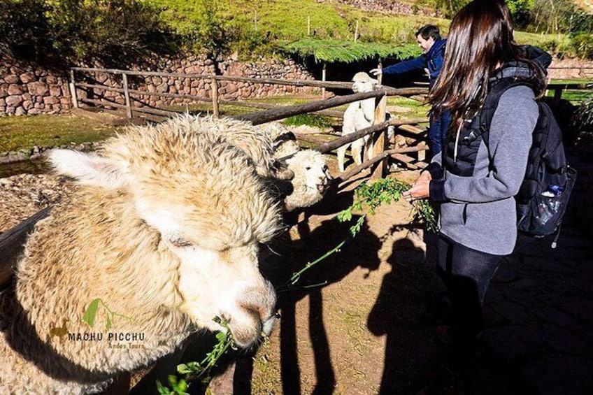 alpacas-cusco-peru-sacred-valley-tours