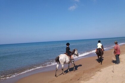 Ride horse on the beach and forest