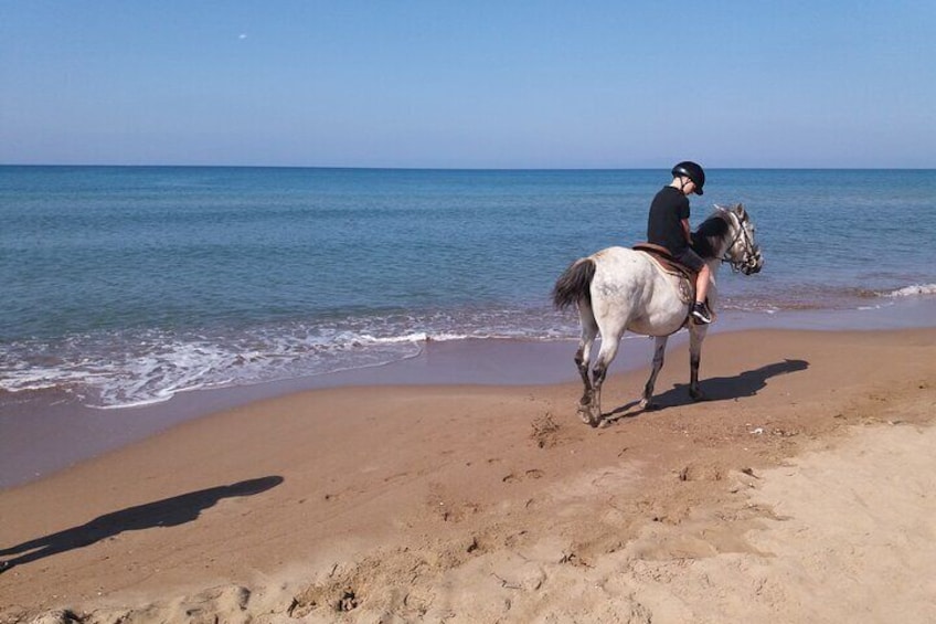 Ride horses at the beach and forest with guide