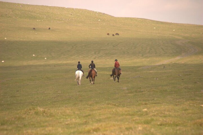 Freedom is riding into the hills on a super fit horse