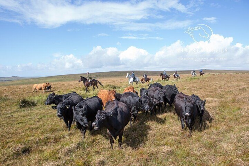 There may not be Wilderbeast on Dartmoor but there are certainly plenty of beasts roaming freely!
