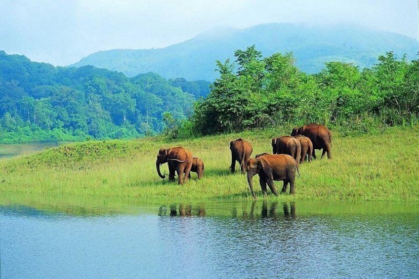 Periyar Wildlife Sanctuary - Kerala, India