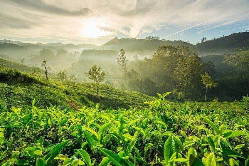 Kerala Tea Plantation