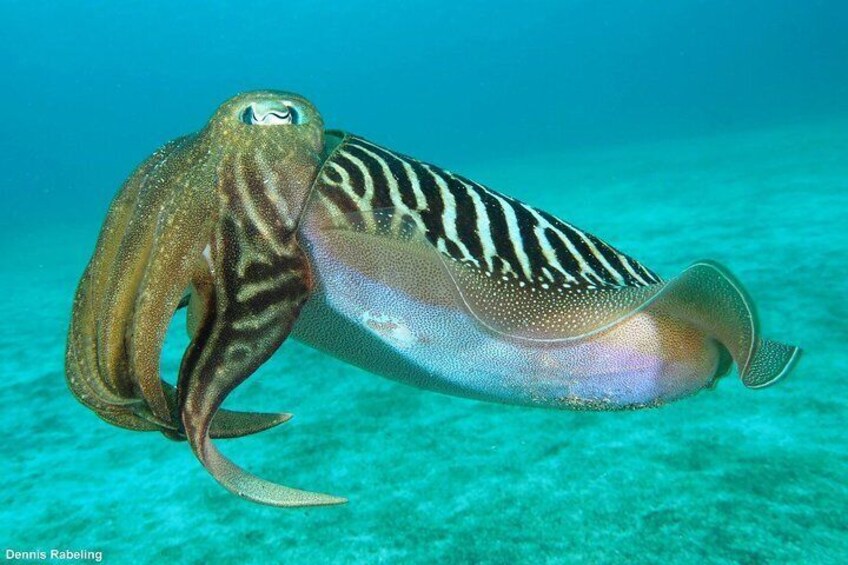 Snorkeling Tour from Playa Grande Beach