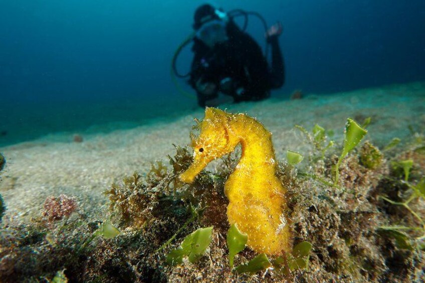 Single Dive for qualified divers from shore, region Puerto del Carmen.