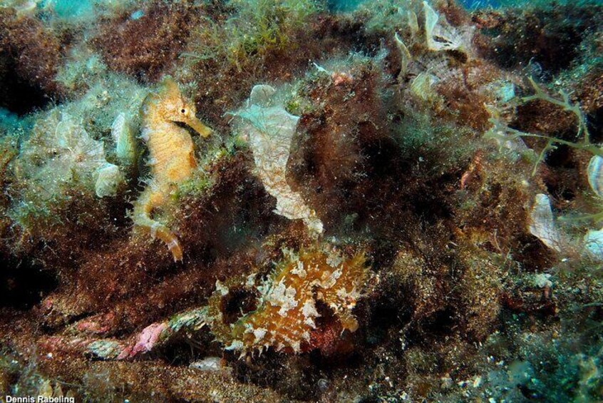 Single Dive for qualified divers from shore, region Puerto del Carmen.