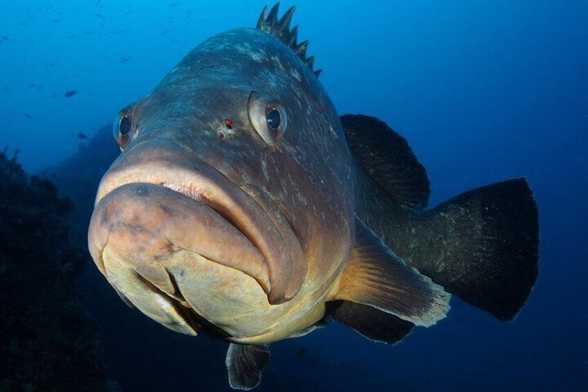 Single Dive for qualified divers from shore, region Puerto del Carmen.