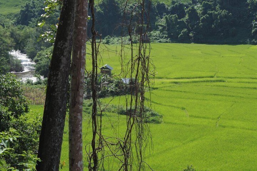Nalan Trail Kmu Ethnic Experience - 2days forest trek with homestay.