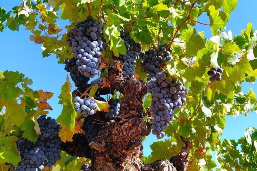 Small Group - Half-Day Wine Tour