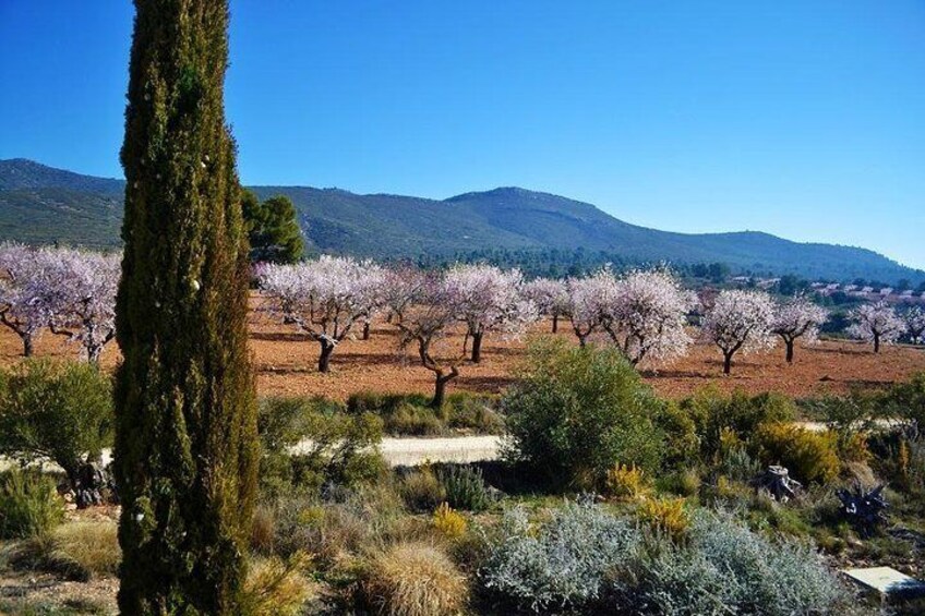 Wine and Olive Oil Tour from Valencia