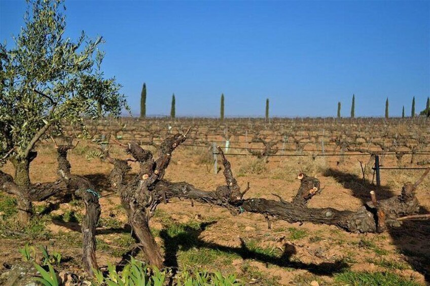 Small Group - Half-Day Wine Tour