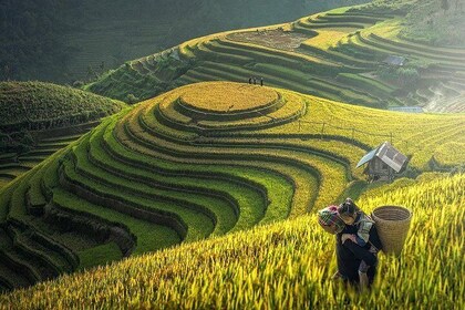 Hanoi– Sapa Valley – Cat Cat Village - Fansipan Legend 4D3N