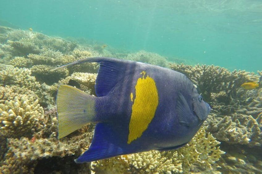 Full Day Snorkeling Trip to the Red Sea in Safaga from Luxor