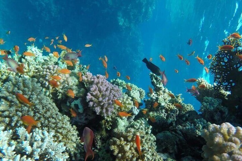 Full Day Snorkeling Trip to the Red Sea in Safaga from Luxor