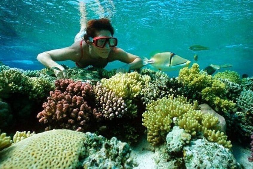safaga snorkelig