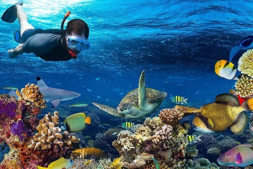 safaga snorkeling