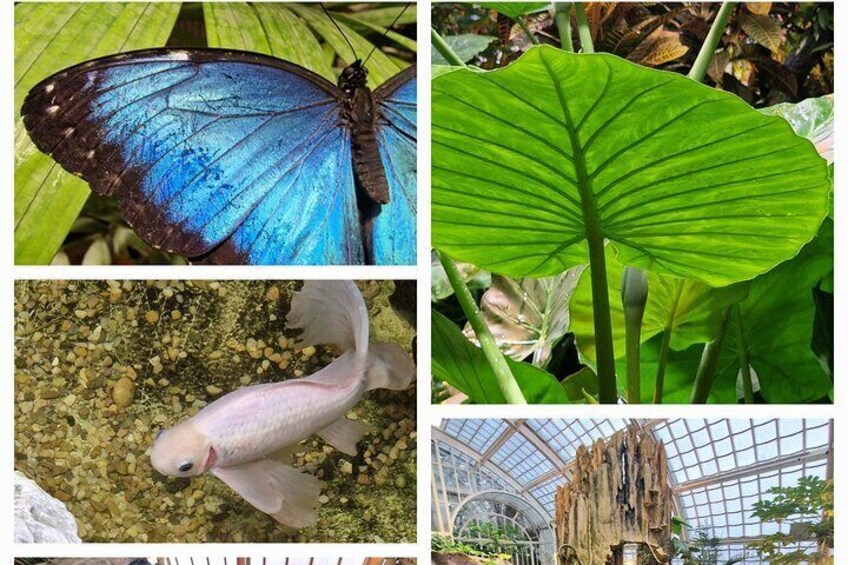 Schmetterlinghaus - Imperial Butterfly House Vienna Admission Ticket 