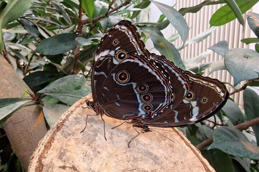 Schmetterlinghaus - Imperial Butterfly House Vienna Admission Ticket 