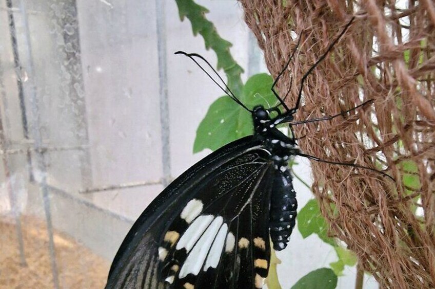 Schmetterlinghaus - Imperial Butterfly House Vienna Admission Ticket 