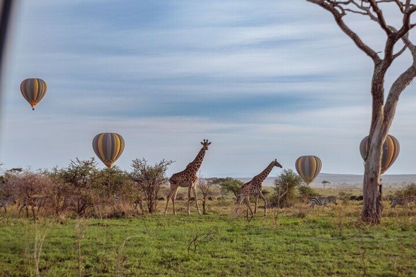Fly over Serengeti! Balloon Safari & Bush Breakfast in the Wild.